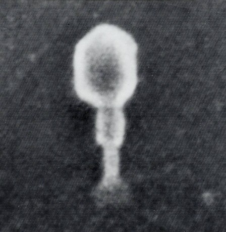 File:Crewe 1972 T2-bacteriophages.jpg